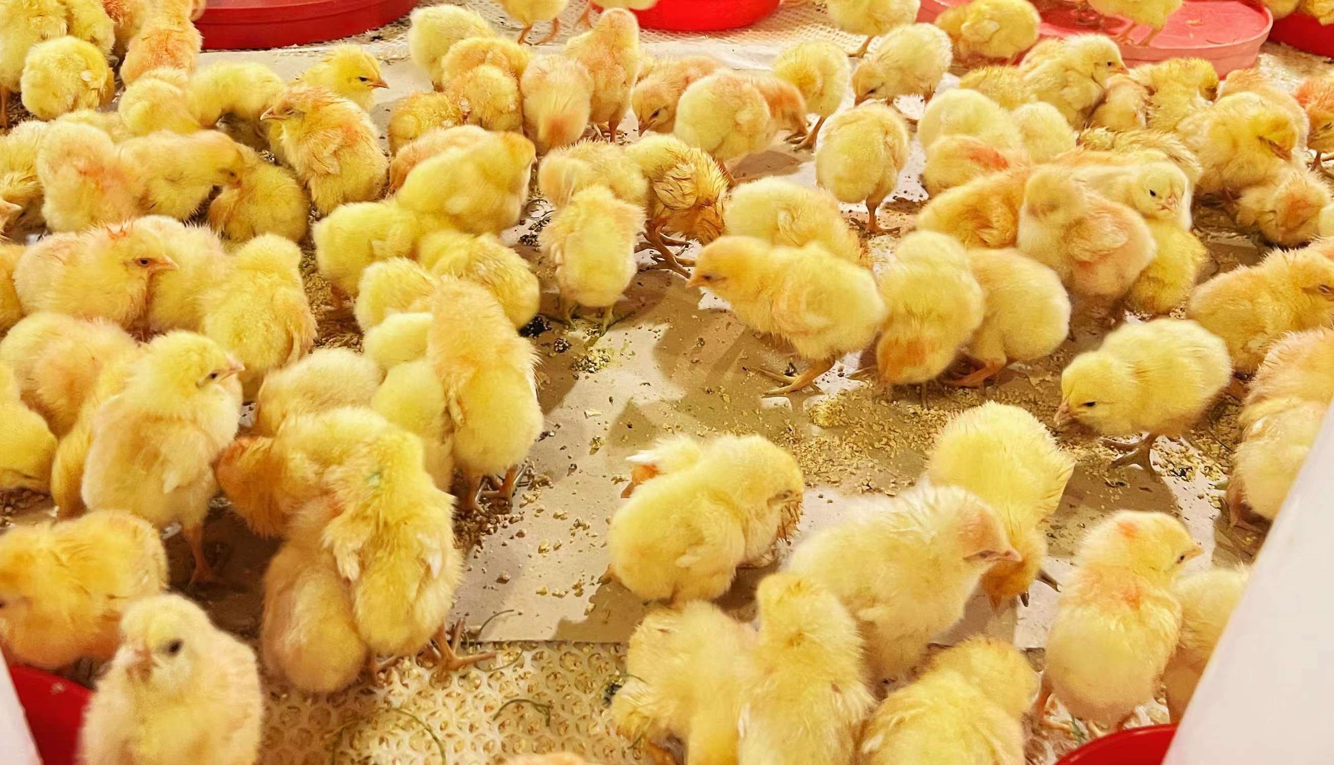 �������������չ��������������������ٽ�����